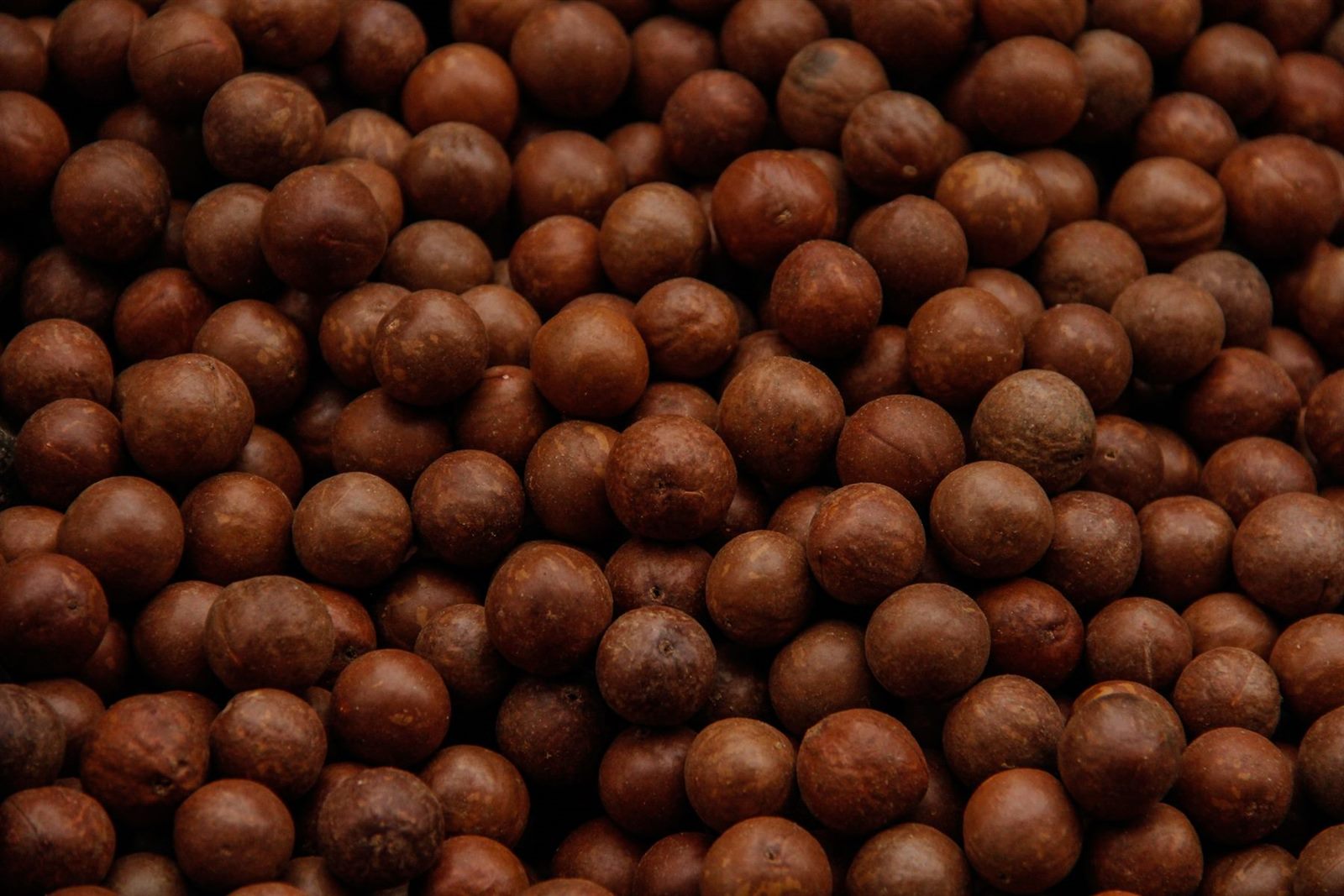 In-shell macadamia nuts